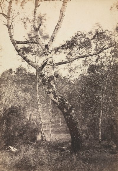 Study of a Birch Tree by Constant Alexandre Famin