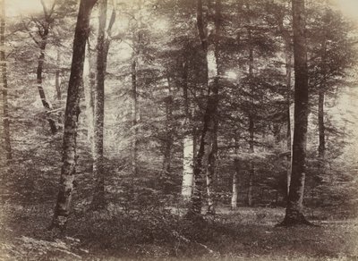 Untitled The Forest of Fontainbleau by Constant Alexandre Famin