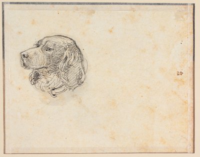 A Dog