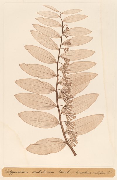 Polygonatum multiflorum Monch by Constetin von Ettinghausen and Alois Pokorny