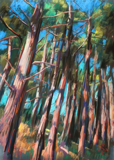 Dappled Forest Light by Corné Akkers