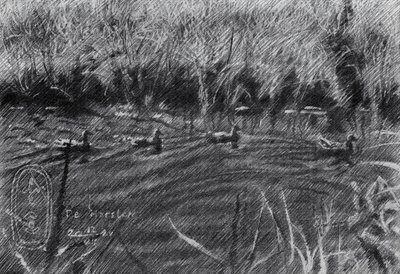 Ducks in the Reeds by Corné Akkers