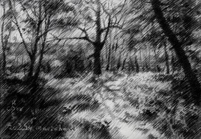 Shaded Forest Path by Corné Akkers