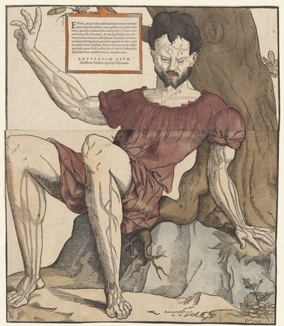 The Veins of the Human Body by Cornelis Anthonisz.
