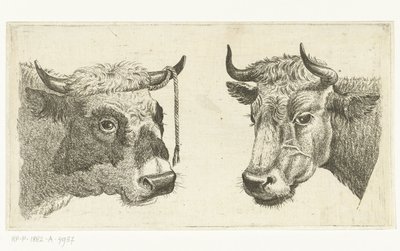 Head of a Bull with Rope on Horn and Head of a Cow by Cornelis  Bisschop