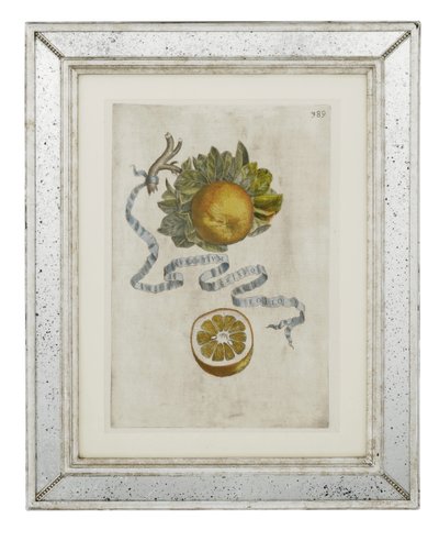 Curled leaf orange, plate 389 from 