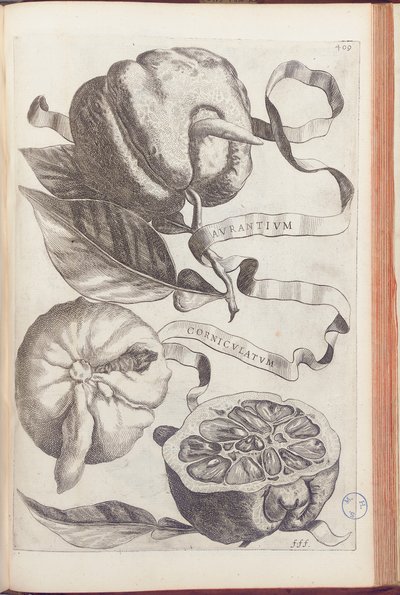 Horned Orange, plate 409 from 