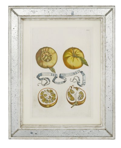 Oranges, Plate 405 from 
