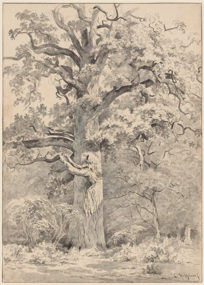 A Giant Oak at the Edge of a Forest by Cornelis Steffelaar