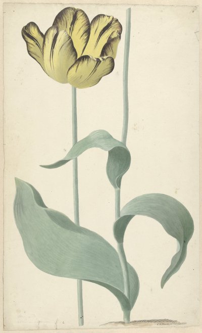 The Tulip Bizard Louis d