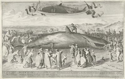 Sperm Whale Stranded at Egmond aan Zee, 1764 by Cornelis van Noorde