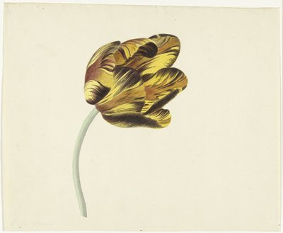 Tulip Named Bizard Phoenix by Cornelis van Noorde