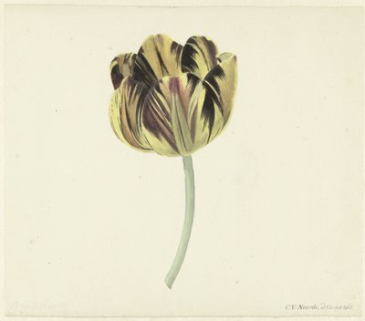 Tulip Named Bizard Rosette by Cornelis van Noorde