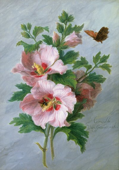 Hibiscus Against a Marble Ledge by Cornelis van Spaendonck