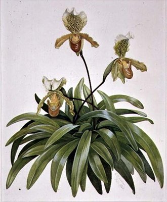 Lady Slipper Orchid from Nepal (Paphiopedilum insigne) by Cornelius B. Durham