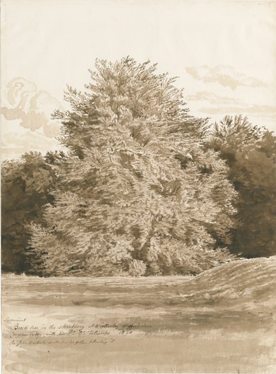 Wrottesley Hall - The Shrubbery by Cornelius Varley