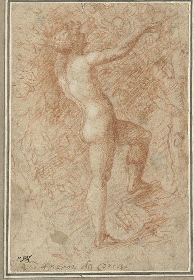 Adam Picking the Apple from the Tree by Correggio