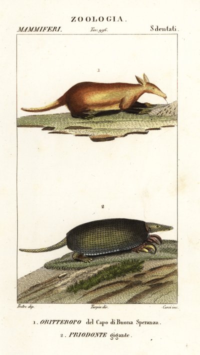 Aardvark and giant armadillo by Corsi Corsi