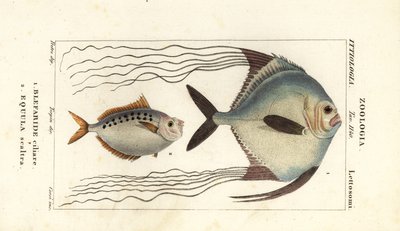 African Pompano, Alectis ciliaris, Blepharis ciliaris, Blefaride ciliare 1 and Ponyfish, Poulain ruse, Leiognathus equulus 2 by Corsi Corsi