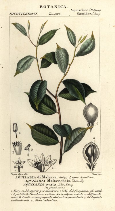 Agarwood, Critically endangered by Corsi Corsi