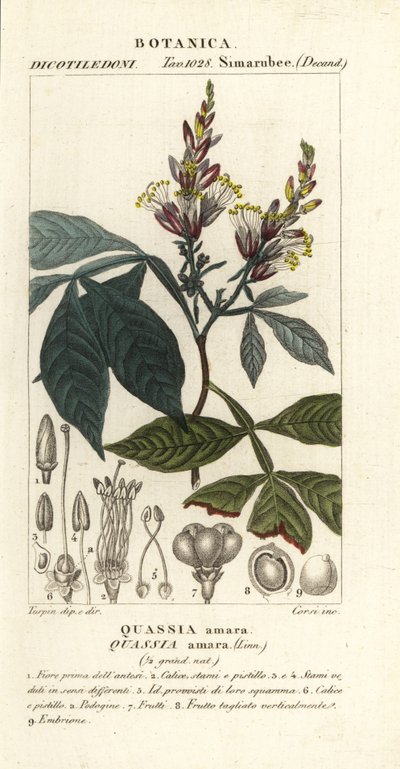 Amargo, bitter-ash, bitter-wood or hombre grande, Quassia amara by Corsi Corsi