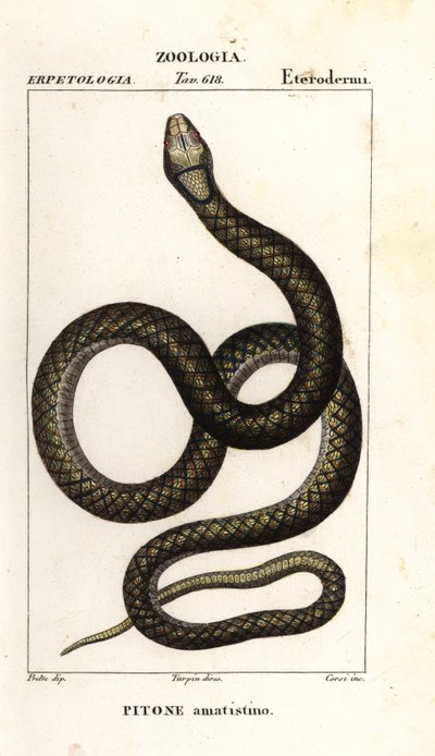 Amethystine python, Simalia amethistina by Corsi Corsi
