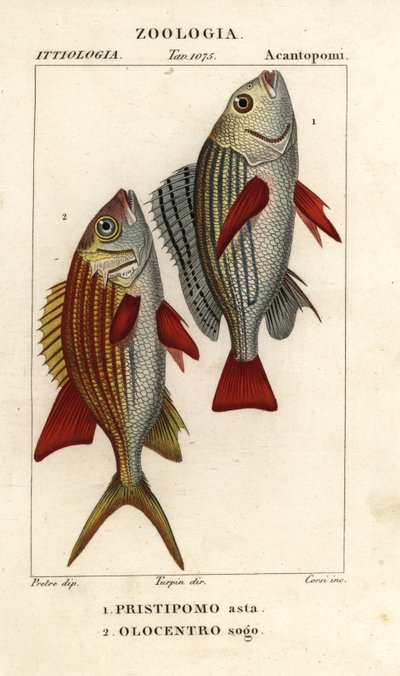 Banded Grunt, Pomadasys furcatus 1, and Squirrelfish, Holocentrus ascensionis 2 by Corsi Corsi