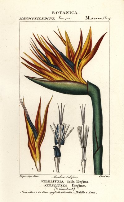 Bird of Paradise Flower, Strelitzia Reginae by Corsi Corsi
