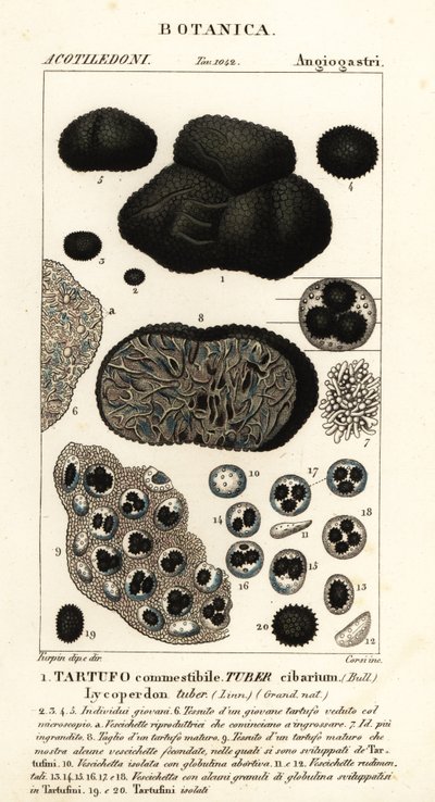 Black truffle, Tuber melanosporum by Corsi Corsi