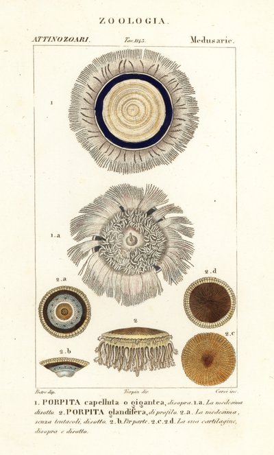 Blue Button, Porpita porpita 1,2 by Corsi Corsi