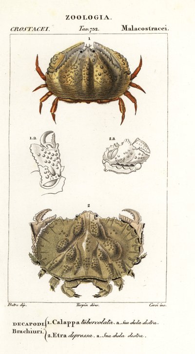 Box Crab and Aethra Crab by Corsi Corsi