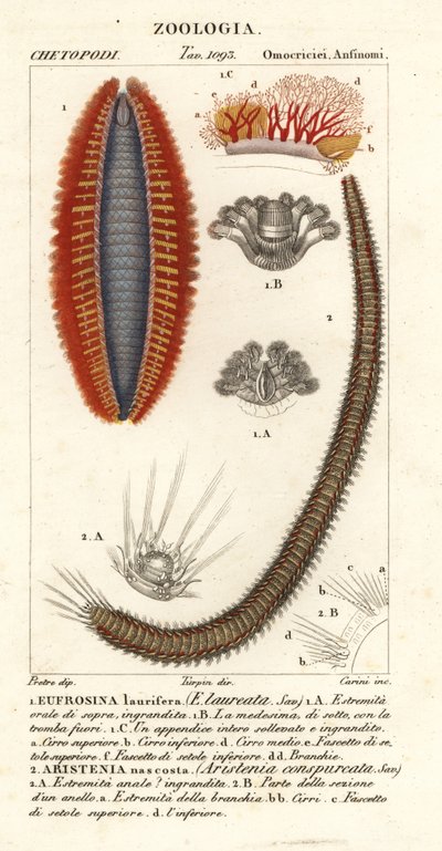 Bristle Worms or Sea Mice by Corsi Corsi
