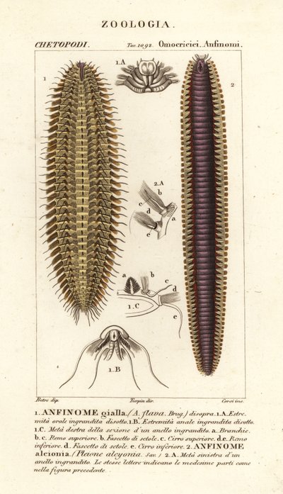 Bristle worms or sea mice by Corsi Corsi