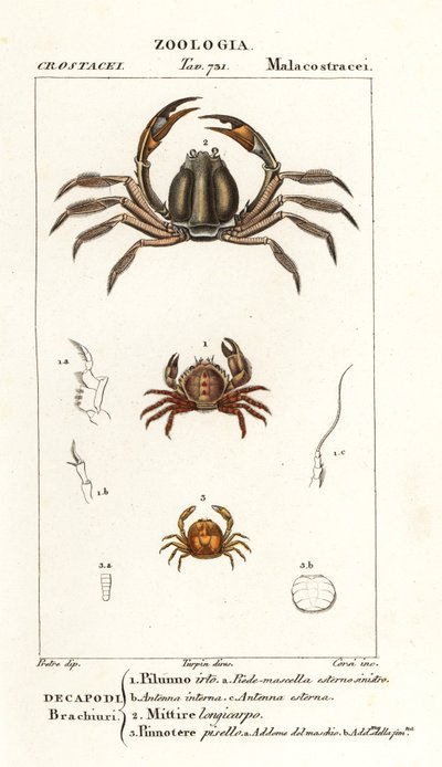 Bristly crab, light-blue soldier crab, pea crab by Corsi Corsi