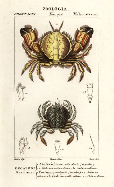 Circular Crab and Swimming Crab by Corsi Corsi