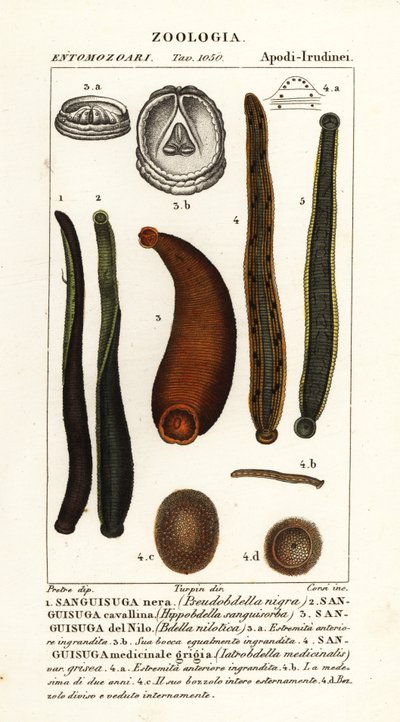 Common black leech by Corsi Corsi