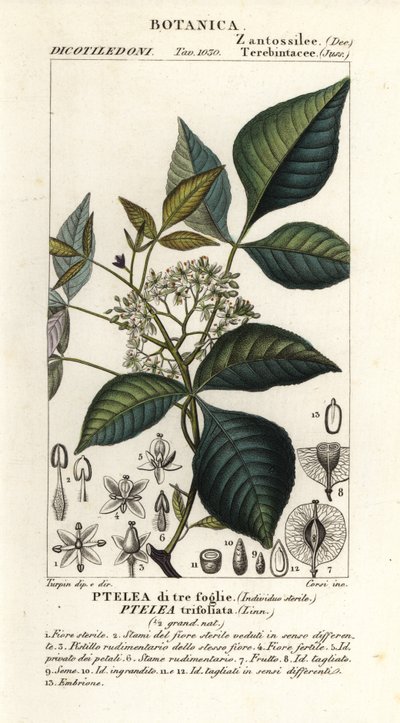 Common hoptree by Corsi Corsi