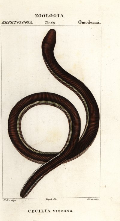 Common yellow-banded caecilian by Corsi Corsi
