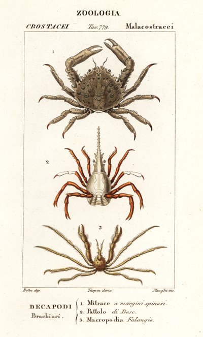 Coral Clinging Crab, Arrow Crab and Leach