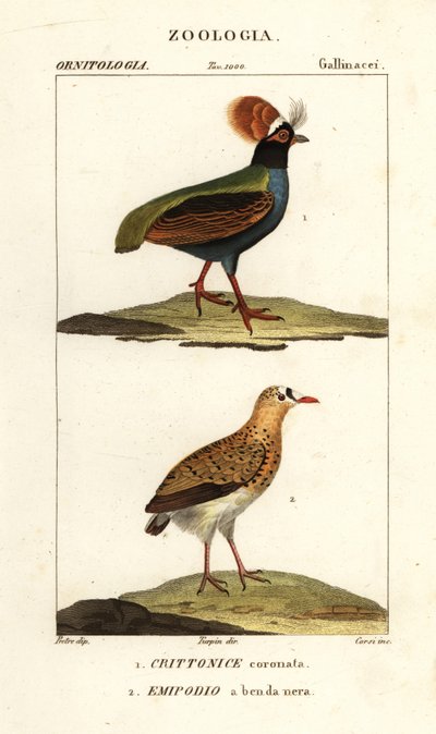 Crested partridge and buttonquail by Corsi Corsi