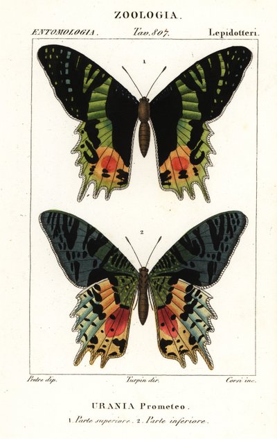 East African sunset moth by Corsi Corsi