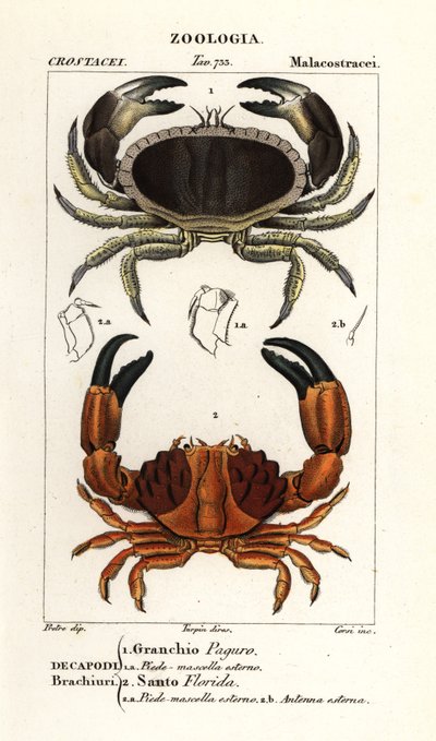 Edible Crab and Furrowed Crab by Corsi Corsi