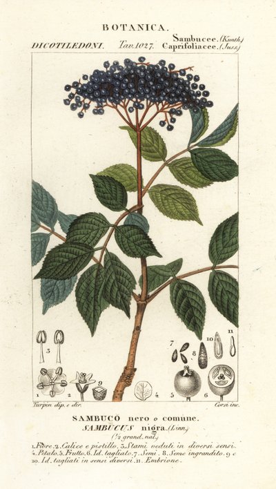 European black elderberry, Sambucus nigra by Corsi Corsi
