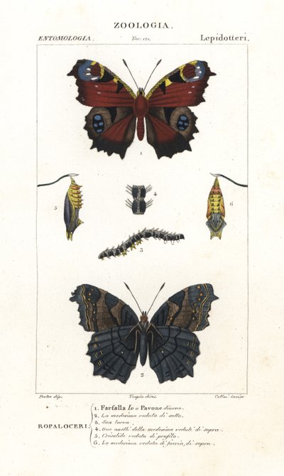 European peacock butterfly by Corsi Corsi