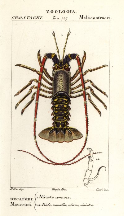European Spiny Lobster, Palinurus Elephas by Corsi Corsi
