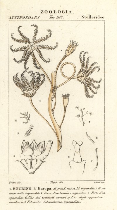 Extinct crinoid Encrinus, Encrino d