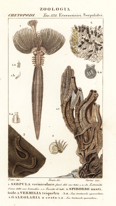 Fan worm, polychaete worm, tube-building annelid worm by Corsi Corsi