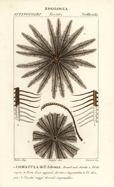 Feather Star Crinoid by Corsi Corsi