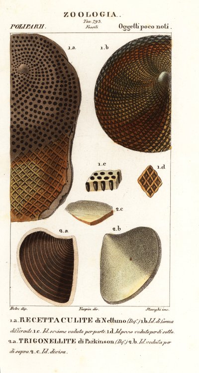Fossils of Extinct Corals by Corsi Corsi