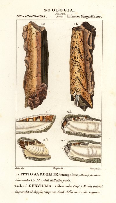 Fossils of extinct molluscs by Corsi Corsi